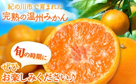 【先行予約】完熟 温州みかん 約3kg (35~40玉) こだまファーム《2026年10月中旬-2027年2月中旬頃出荷》みかんみかんみかん