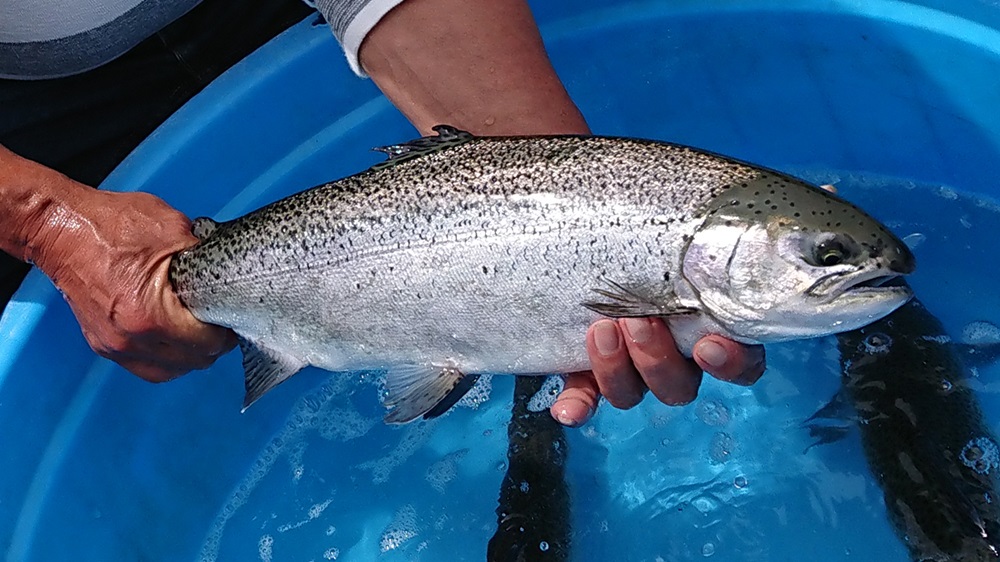 富士の介　漬け魚２種セット（甘塩仕立て＆柚庵漬）[5839-2095]