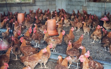 2026年発送【定期便】久米島赤鶏1羽セット(解体)2kg×年6回コース 赤鶏 鶏肉 ささみ 胸肉 モモ肉 手羽 ガラ ぷりっぷり 食感 旨味 ジューシー 煮付 スープ カレー 鶏汁 唐揚げ ステーキ