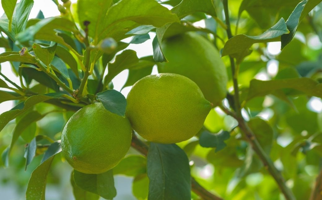 香り高く爽やかな酸味！露地栽培の大振りグリーンレモン