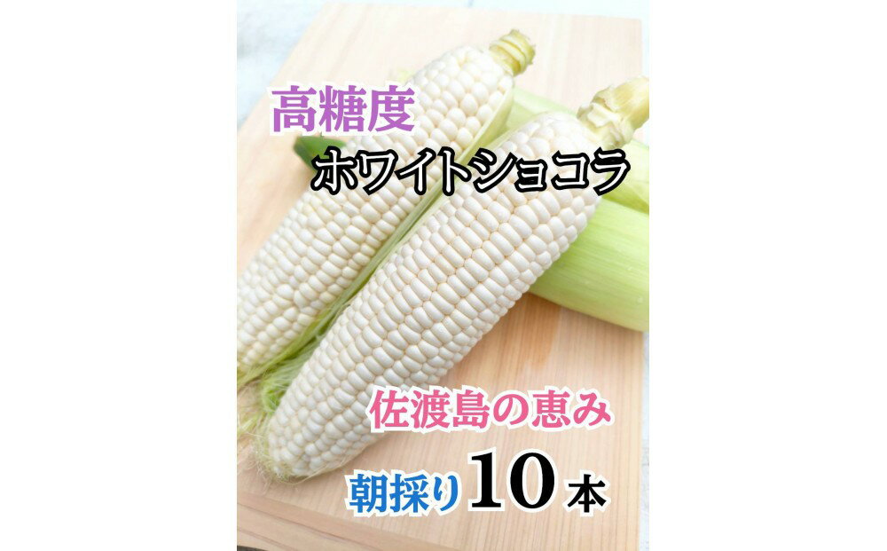 【ふるさと納税】【2026年6月以降発送分】高糖度とうもろこし「ホワイトショコラ」10本 佐渡島産