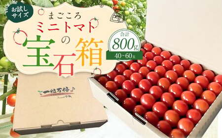 お試しサイズ まごころミニトマトの宝石箱 800g (約40～60玉) サンチェリーピュア 夏秋ミニトマト トマト 野菜 【2024年7月上旬から11月下旬まで発送予定】