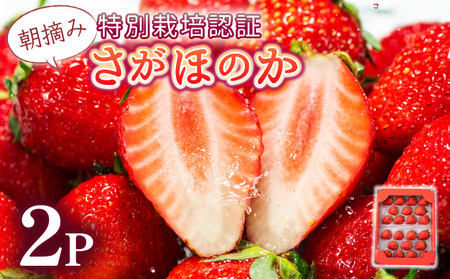 【先行予約】数量限定！あまい果汁溢れる！最高級品質”さがほのか” お試し470g（235g×2p）