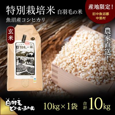 ふるさと納税 十日町市 令和8年産　農家直送!魚沼産こしひかり　特別栽培米「白羽毛の米」玄米10kg