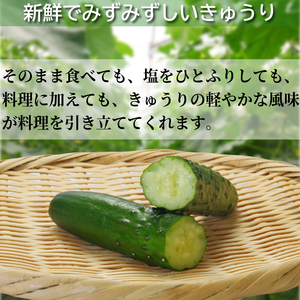 きゅうり 秀品 5kg以上（54本）新鮮 朝採れ きゅうり 小松島市 野菜 夏野菜 産地直送 5kg 酢の物 胡瓜 キュウリ 送料無料