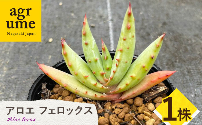 
【数量限定】 Aloe ferox　アロエ フェロックス 1株 長与町/アグリューム [EAI119] 観葉植物 多肉植物 苗 植物 アロエ あろえ インテリア
