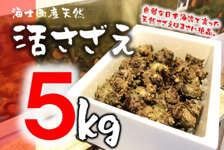 【限定50セット!島獲れ活さざえ5㎏セット】日本海の離島の新鮮なさざえを約50匹お届けします! 冷蔵便 サザエ 栄螺 貝 海鮮　BBQ さざえご飯 壺焼き 刺身※順次発送