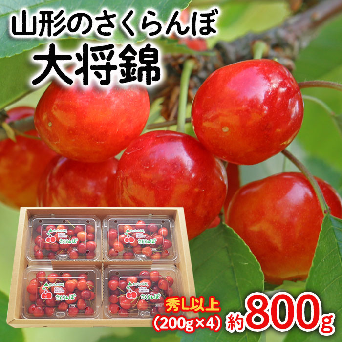 山形のさくらんぼ 大将錦 約800g Lサイズ以上(200g×4) 【令和7