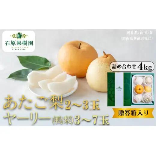 詰め合わせ 4㎏ 贈答箱 赤秀 あたご梨2～3玉・ヤーリー(鴨梨)3～7玉 【先行予約 2026年11月中旬から順次発送】