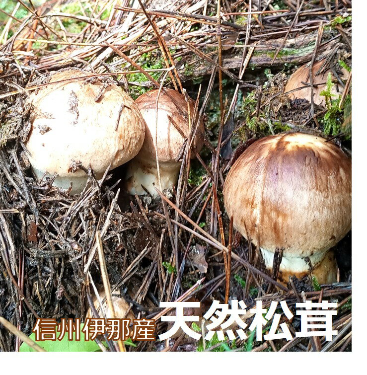 【ふるさと納税】 松茸 信州 伊那 の 松茸 期間限定 名人の松茸 品切れ必至 全国一の収穫量 松茸 まつたけ マツタケ 長野県 伊那市 松茸名人 選べる 訳あり 贈答用 500g 1kg