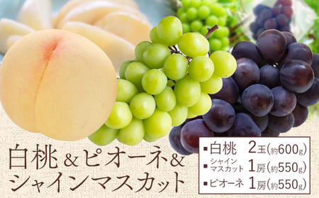 【2025年先行予約】桃 ぶどう 白桃 2玉 約600g（1玉約300g）シャインマスカット 晴王 1房 550g以上 ピオーネ 1房 550g以上 もも 葡萄 詰合せ 岡山 国産 フルーツ 果物 ギフト 桃茂実苑《6月中旬-9月中旬頃出荷》岡山県 浅口市 フルーツ【配送不可地域あり】 st-p