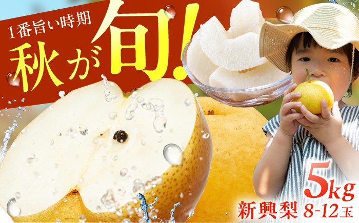 
            【★先行予約★ 2026年10月上旬より発送】梨（新興）約5kg なし ナシ 梨 新興 果物 くだもの 梨 果汁 フルーツ デザート 旬 梨 甘い 食感 丸い 産地直送 梨 広川町 / JAふくおか八女農産物直売所どろや [AFAB059]
          