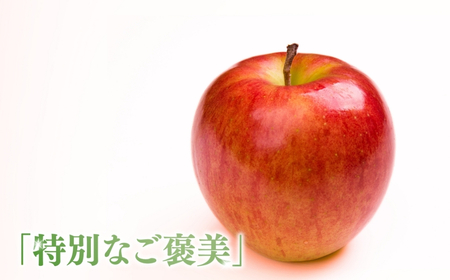【2025年先行予約】りんご シナノスイート 6~11玉 約3kg ｜ りんご りんご りんご りんご りんご りんご