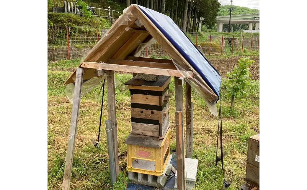 貴重！豊岡市産、日本ミツバチのはちみつで作った はちみつ生姜 150ml / はちみつ 国産 蜂蜜 ハチミツ 兵庫県産 こうのとり生姜 日本ミツバチ ショウガオール お湯割り 炭酸割り はちみつジンジ