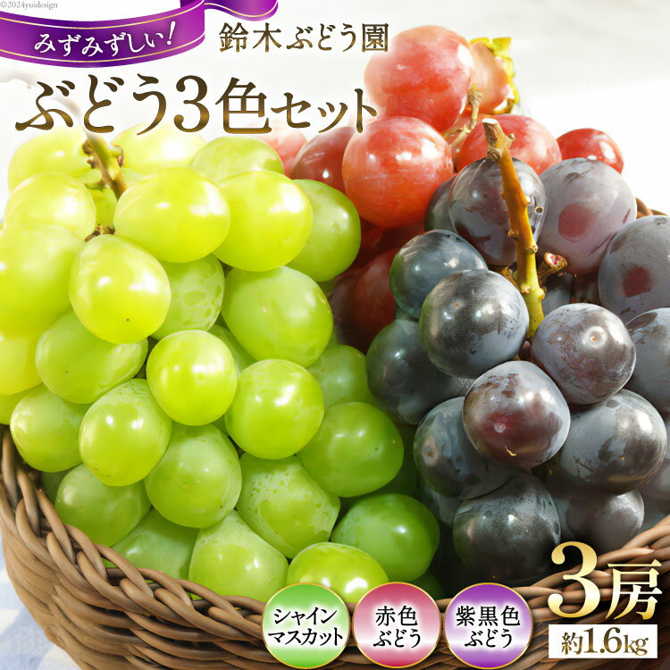 【ふるさと納税】【2025年発送】鈴木ぶどう園のぶどう3色セット（3房 約1.6kg） [鈴木ぶどう園 山梨県 韮崎市 20742852] ぶどう ブドウ 葡萄 1.6キロ フルーツ 果物 期間限定 季節限定