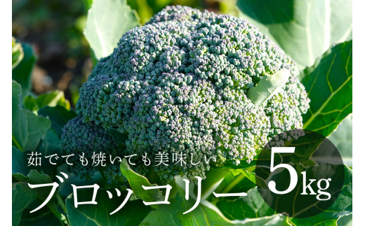 ブロッコリー5kg (A33-004)