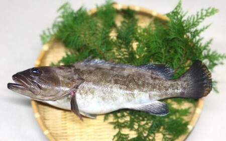 長崎の森で育てた『幻のクエ』昆布〆 刺身用  5～6人前 (1kg～2kg前後) ／ 魚 海鮮 魚介類 高級魚 クエ  刺身 刺し身 頭付き 長崎県 長崎市
