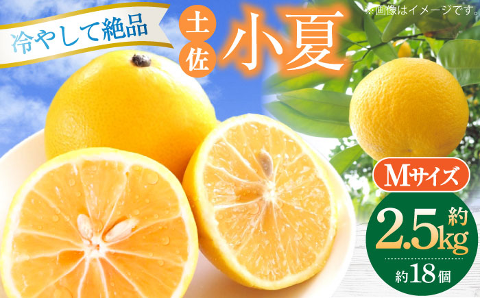 【先行予約】土佐小夏 約2.5kg 18個前後 Mサイズ〈2026年4月中旬〜2026年7月中旬頃発送〉/ さわやかな甘さが絶品 ヒュウガナツ ニューサマーオレンジ フルーツ 果物 季節もの 【フルーツショップオザキ】 [ATAH003]