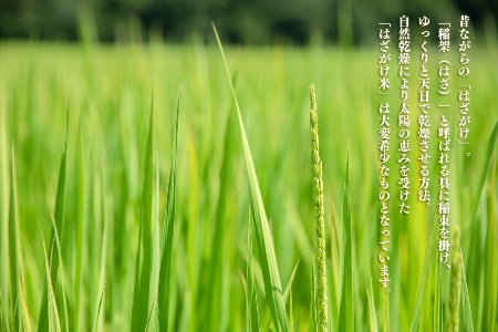 米 5kg 新潟県産 コシヒカリ はざ掛け 天日干し 令和7年産 越後奥阿賀産 | 小会瀬 はざがけ こしひかり 一等米 送料無料 お取り寄せ お米 白米 精米