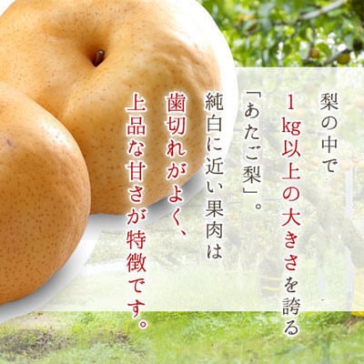 岡山県産　あたご梨  3～6玉  4kg【配送不可地域：離島・北海道・沖縄県】