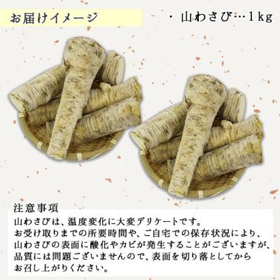 ふるさと納税 弟子屈町 【のし付】  天然 山わさび 1kg前後 産地直送 北海道 弟子屈町 3165 |  | 02