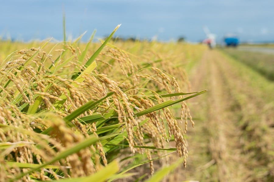 数量限定 【令和7年産先行予約】 山形県庄内産 小池半左衛門のお米 ミルキークイーン 玄米 5kg (5kg×1袋)