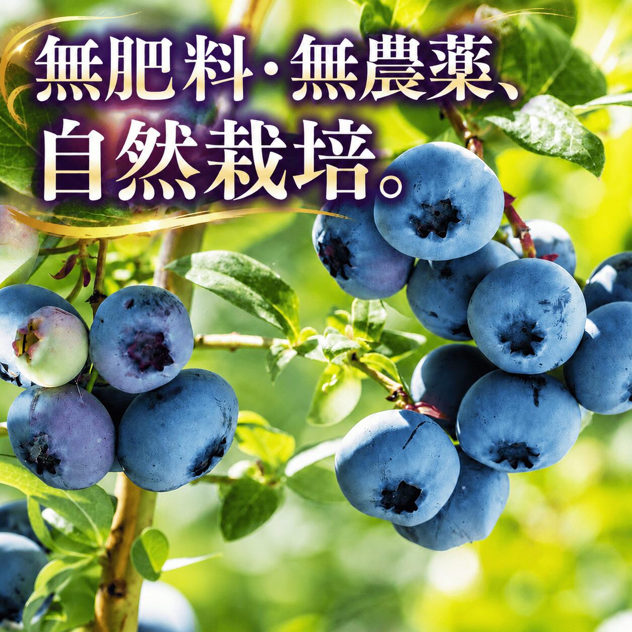 【ふるさと納税】ブルーベリー 《9月より発送》 冷凍 無農薬 無肥料 無化学肥料 オーガニック 鳴子・中山平温泉産 選べる容量 1kg 2kg ｜ ku001