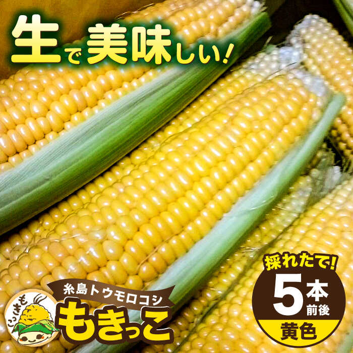 【ふるさと納税】【お中元対象】【先行予約】糸島産 トウモロコシ 「もきっこ」 黄 (5本前後) 【2025年6月下旬以降順次発送】糸島市 / 内田農業 [AZH004] とうもろこし コーン 8000円
