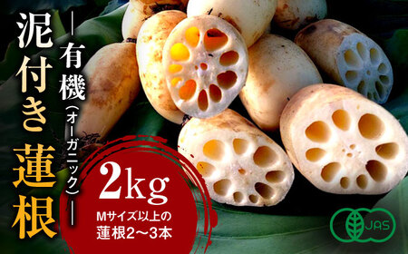 【2026年度発送分 先行予約】有機（オーガニック）泥付き蓮根2kg / 佐賀県 / 吉田農園 [41AHAE001]