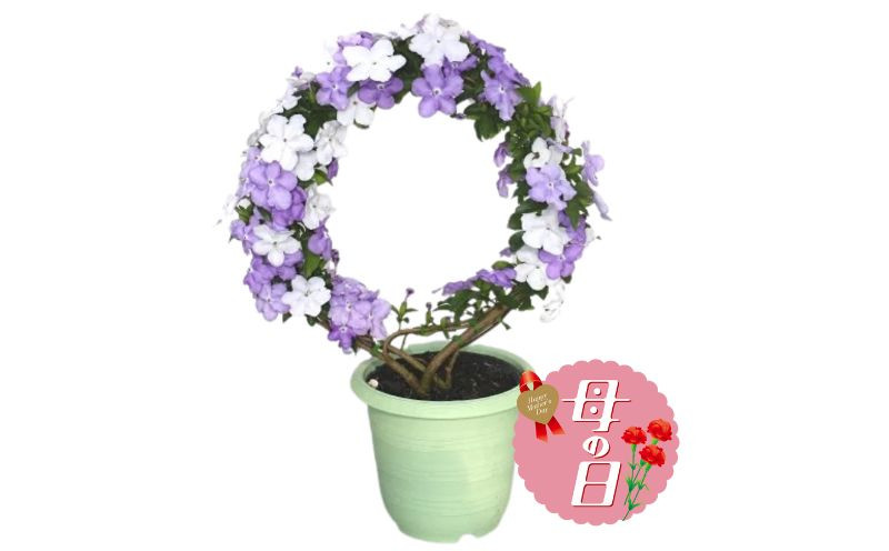 
            【 オンライン決済限定 】 母の日 アメリカ ジャスミン 鉢植え リング 仕立て 5号 花 贈り物 お祝い 植物 季節 生花 フラワー ギフト  2025年5月から順次発送 静岡県 藤枝市 [4805506]
          