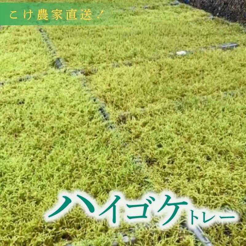 ハイゴケ（育苗トレー入り）6枚 【苔テラリウム】 こけ コケ 牧之原市 静岡県