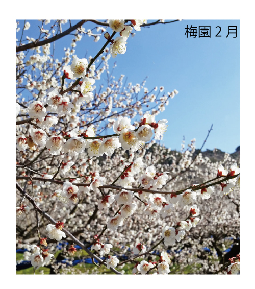 M275　紀州完熟南高梅　特別の日の梅干・二段重
