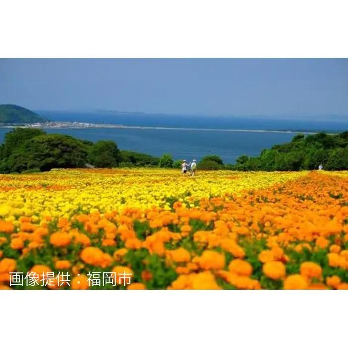 旅行 福岡 日本旅行 地域限定 旅行クーポン 300,000円分 福岡県 福岡市 施設利用券 利用券 トラベル クーポン 旅行券 宿泊券 宿泊 チケット ホテル 旅館 観光 国内旅行 出張 予約