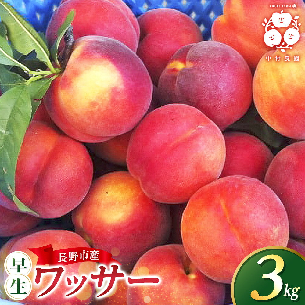 【ふるさと納税】【2027年7月中旬～8月上旬発送 先行予約】フルーツファーム中村農園 早生ワッサー 3kg | ワッサー 早生 桃 希少品種 ネクタリン プラム 人気 おすすめ 果物 フルーツ 旬 贈答用 ギフト 送料無料 長野県 長野市 信州 信濃 ふるさと納税