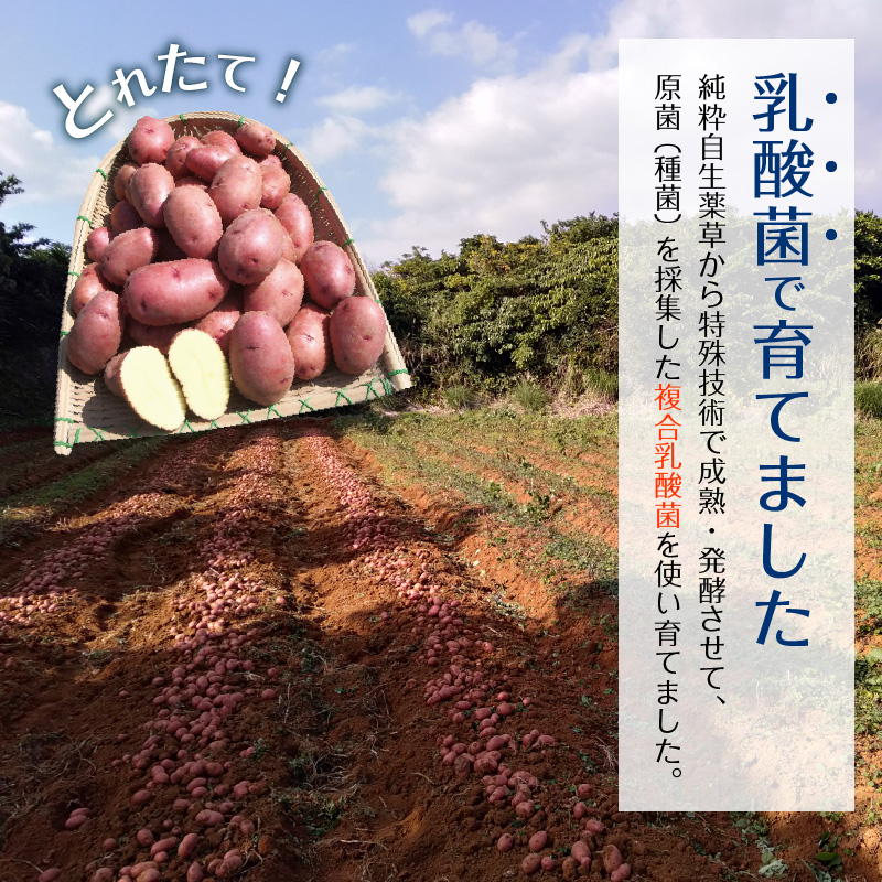 【1月お届け】人気の赤いジャガイモ　てれやさん　乳酸菌育ち！！