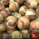 【ふるさと納税】【新たまねぎ】こうめいさんの玉葱10kg【発送時期：2025年4月中旬～5月頃】