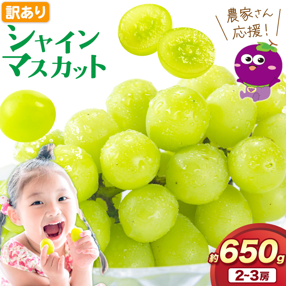 【2026年先行予約】訳あり シャインマスカット 約650g 《2026年8月上旬-8月下旬頃出荷》訳あり シャインマスカット マスカット ぶどう フルーツ 果物 大阪府 羽曳野市 シャイン 食べやすい---habikino_lcl_4_1---