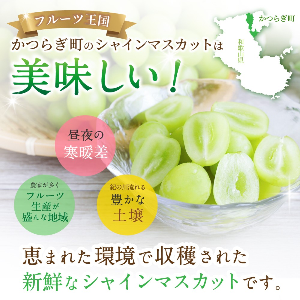 【先行予約】 朝摘み シャインマスカット 秀品 2房(約1.2kg)こだわり農家厳選!【2026年8月末から9月末順次発送予定】/ フルーツ ぶどう ブドウ 葡萄 マスカット 和歌山県 かつらぎ町 ジ
