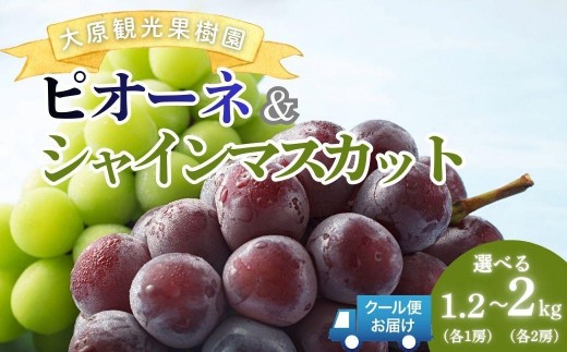 
                  ＜選べる容量＞【2026年先行予約】［大原観光果樹園］ピオーネとシャインマスカット（セット） 「ピオーネ1房とシャイン1房（約1.2kg）」or「ピオーネ2房とシャイン2房（約2kg）」
                