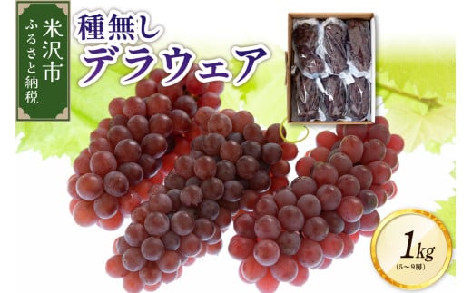 《先行予約》【令和8年産】ぶどう 種無し デラウェア 1kg （5～9房） 2026年7月下旬～ お届け 2026年産