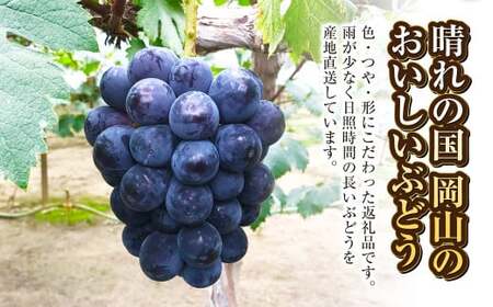 ニュー ピオーネ 1房（1房 600g前後）【2026年7月下旬～9月下旬 発送予定】【産地直送 岡山県産 国産 ニューピオーネ ブドウ 葡萄 ぶどう 果物 ギフト たけまさぶどう園 人気フルーツ 岡