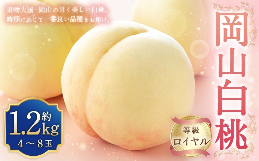 岡山白桃 ロイヤル 4～8玉 約1.2kg 岡山県産