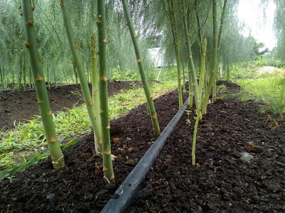 【予約受付/5月初旬～6月初旬発送予定】春！採りたてアスパラガス 約1.2kg 岩手県 北上市 C0511 アスパラ アスパラガス 野菜 人気 北海道 に負けない 美味しい 新鮮 採れたて 訳あり 不