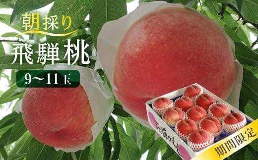 先行予約【7月下旬～8月中旬発送】飛騨桃 約2.7kg（9～11個）| 桃 もも フルーツ 果物 旬 朝採れ 産地直送 白桃 品種お任せ 飛騨高山 山本果樹園 MA013