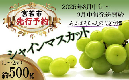 ＜みよばあちゃんのぶどう畑直送！＞ 先行予約 8月中旬～9月中旬順次発送【露地栽培のシャインマスカット1房 約500g】[M29-2] 葡萄 ブドウ ぶどう 巨峰 果物 くだもの マスカット フルーツ 新鮮 九州 福岡 宮若