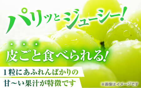【先行予約】 訳あり シャインマスカット 切り落とし 約1kg  【合同会社 社方園】切り落とし ぶどう フルーツ 熊本県産 国産シャインマスカット [ZBZ006]