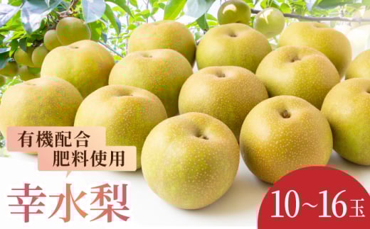【先行予約】有機配合肥料使用 幸水梨 10玉から16玉 2025年8月中旬から8月下旬 出荷予定【春光園】 梨 なし 果物 フルーツ