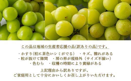 FYN6-060 《2026年先行予約》 ご家庭用 山形県産 シャインマスカット ピオーネ 2種詰合せ 約1.6kg(2～4房) 2026年8月下旬から順次発送 種無し ぶどう 葡萄 ブドウ マスカッ