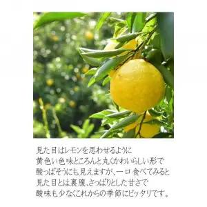 はるかみかん 6kg 訳あり みかん 和歌山県海南市より農園直送 2027年3月から4月中旬頃順次発送［Mg29］