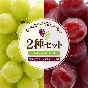 【2025年産　先行予約】山形県東根市産　シャインマスカットとブラックシャインマスカット「富士の輝」の詰め合わせ約1.2kg hi074-006-1　令和7年産 2025年産 ふるさと納税 フルーツ 